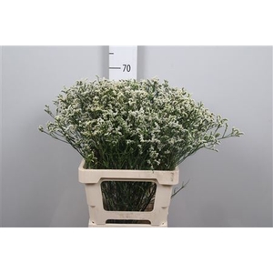 Lim Sin Mountain Diamond White