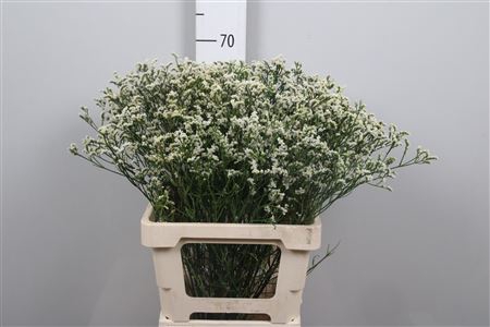 <h4>Lim Sin Mountain Diamond White</h4>