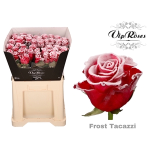 R Gr Vip Frost Tacazzi