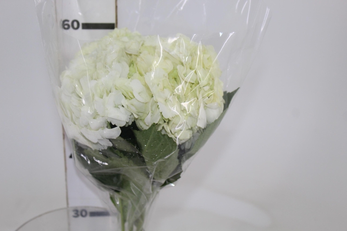 <h4>HORTENSIA BRANCA 060 CM</h4>