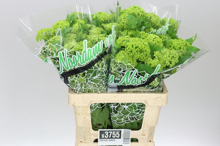 <h4>Viburnum Roseum</h4>