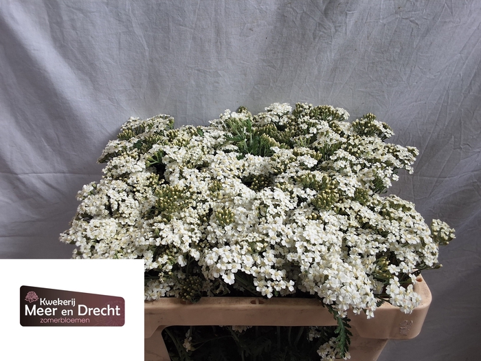 <h4>Achillea White Beauty Meer en Drecht</h4>