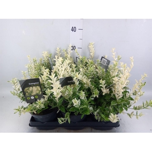 Euonymus fortunei 'Harlequin'