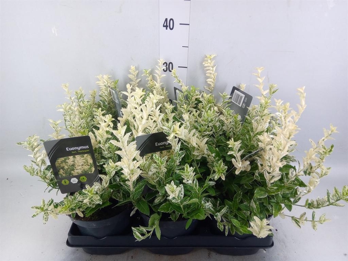 <h4>Euonymus fortunei 'Harlequin'</h4>
