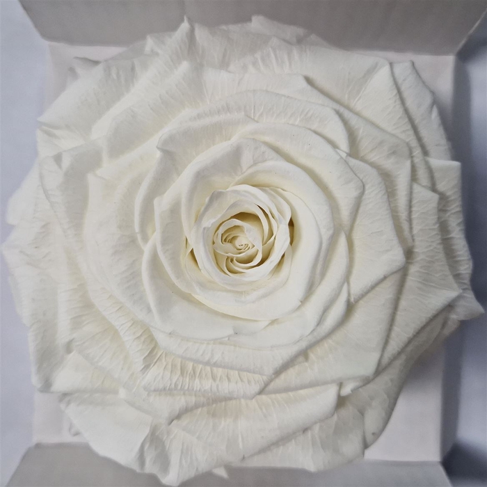 <h4>Ro Pres Xl Ivory</h4>