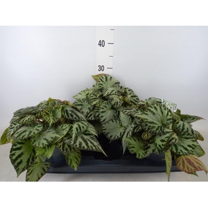 Begonia BD 'Silver Jewell'