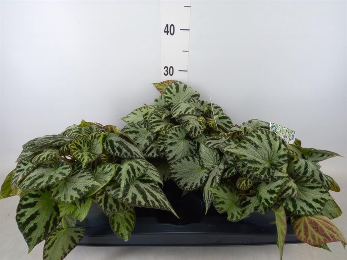 <h4>Begonia BD 'Silver Jewell'</h4>