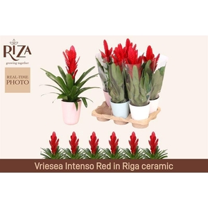 VRIES INTENSO RED