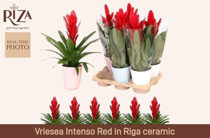 <h4>VRIES INTENSO RED</h4>