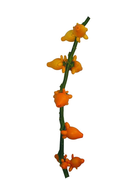 <h4>Solanum Yellow Stem Medium</h4>