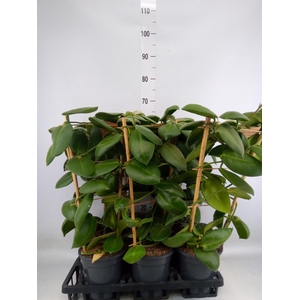 Hoya calycina 'Stargazer'