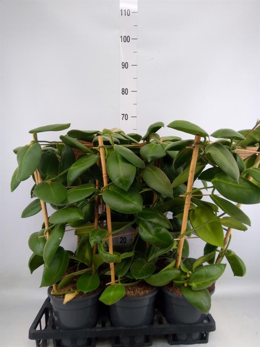 <h4>Hoya calycina 'Stargazer'</h4>