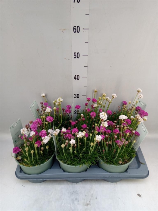 <h4>Armeria maritima</h4>