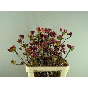 Rhodo. Mix