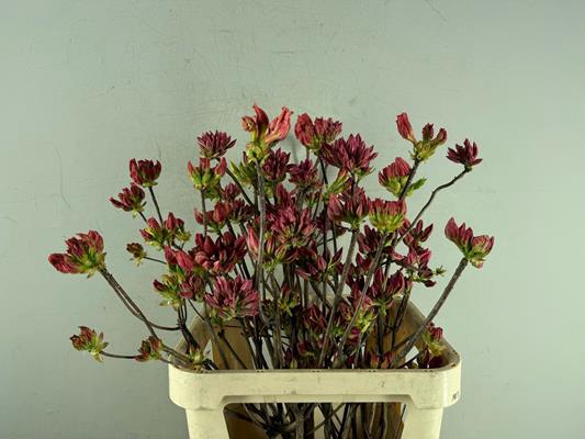 <h4>Rhodo. Mix</h4>