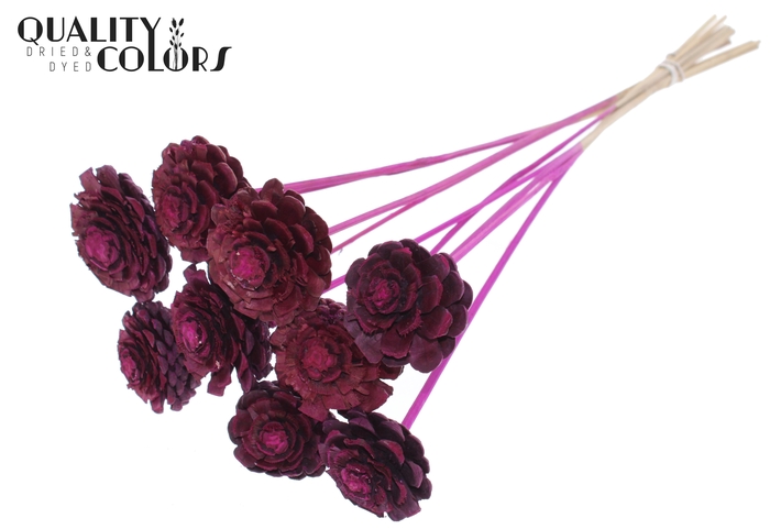 Pine cone cut 5-7cm on stem Lilac