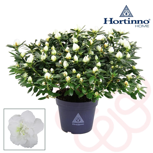 <h4>Hortinno® Home 'Classic Belli' 35 - 37 cm</h4>