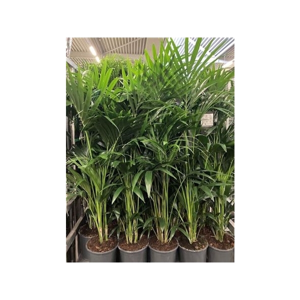 <h4>Howea Forsteriana ** 6 Stek 200 Cm Dikte 1**</h4>