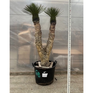 Yucca Rostrata multistam 003 - 220cm