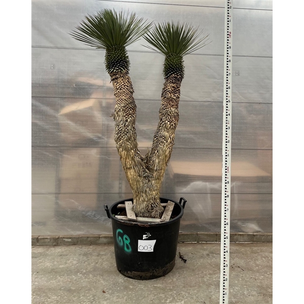 <h4>Yucca Rostrata multistam 003 - 220cm</h4>