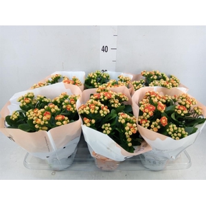 Kalanchoe  'MoreFlow Geneva'