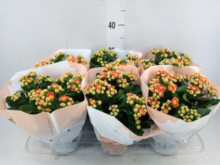 <h4>Kalanchoe  'MoreFlow Geneva'</h4>