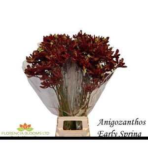 ANIGOZ EARLY SPRING