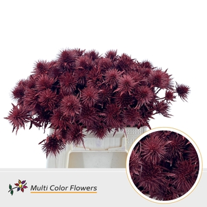 Eryngium Metallic Rood