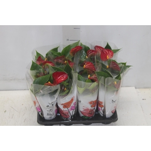 ANTHURIUM P06 VERMELHO