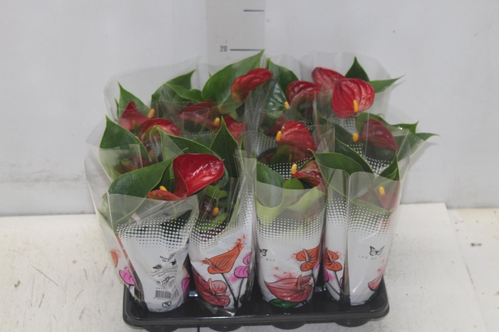 <h4>ANTHURIUM P06 VERMELHO</h4>