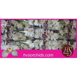 CYMB T CASCADE 60 CM