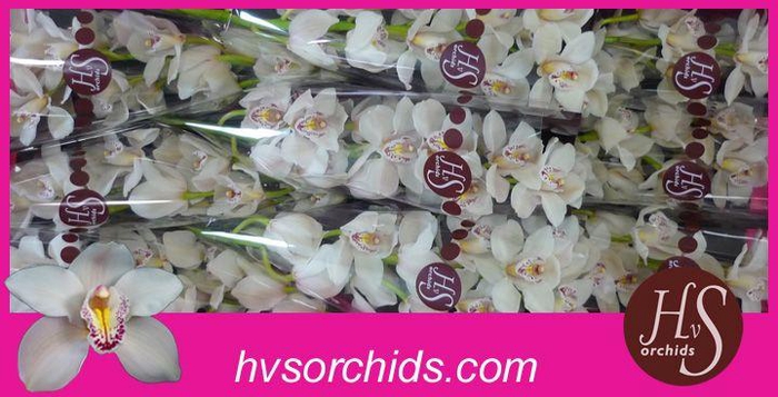 <h4>CYMB T CASCADE 60 CM</h4>