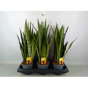 Sansevieria trifa.   ...