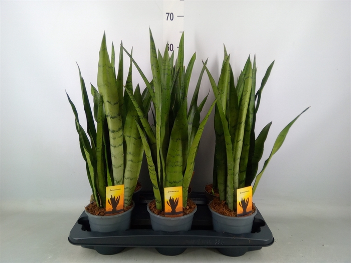 <h4>Sansevieria trifa.   ...</h4>