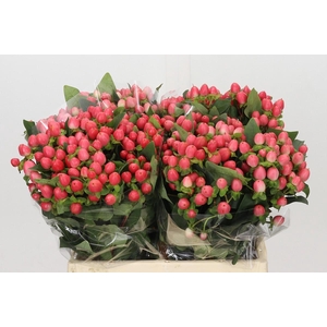 Hypericum Sweet Romance