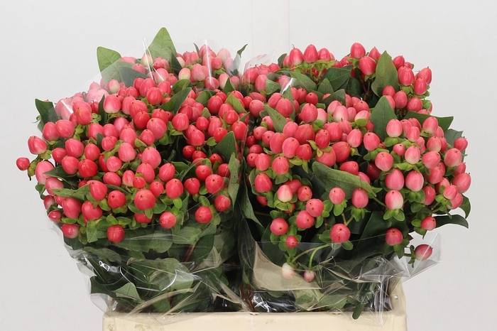 <h4>Hypericum Sweet Romance</h4>