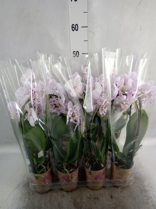 <h4>Phalaenopsis  'Elegant Cascade'</h4>