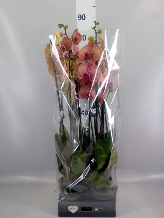 <h4>Phalaenopsis  'Golden Leopard'</h4>