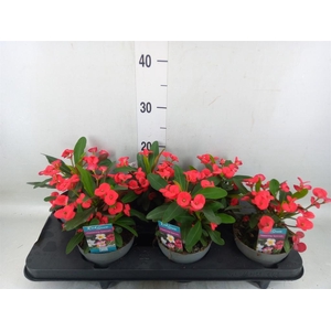 Euphorbia milii 'Maxi Olympia'