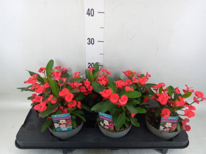 <h4>Euphorbia milii 'Maxi Olympia'</h4>