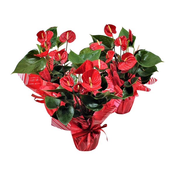 <h4>Anthurium XL.49 Arisa Sprite 17cm met rondello</h4>