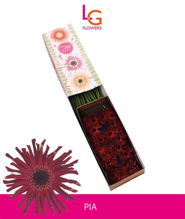 <h4>Gerbera Queeni Pia Doos</h4>