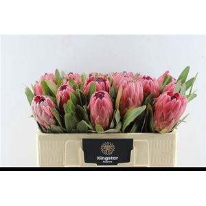 PROTEA RED ICE