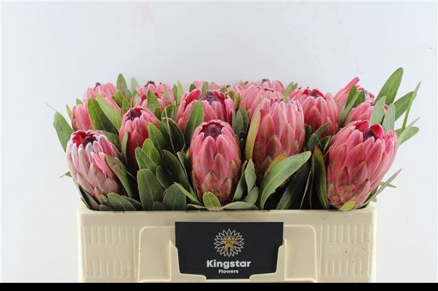 <h4>PROTEA RED ICE</h4>