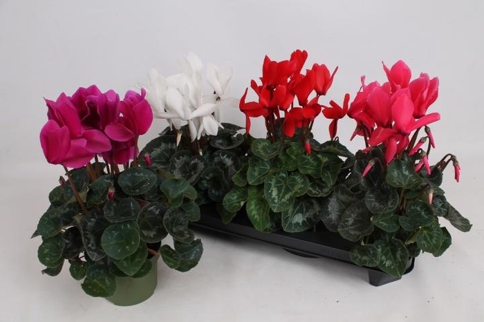 <h4>CYCL GR SUP MAMMOTH</h4>