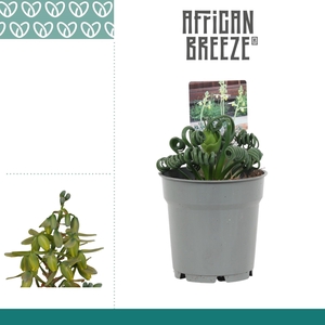 ALBUCA  FRIZ SIZZLE