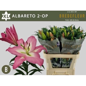 LI OT ALBARETO