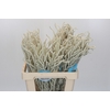 Amaranthus Yearming Desert