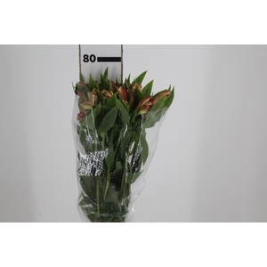 ALSTROEMERIA CANYON 080 CM