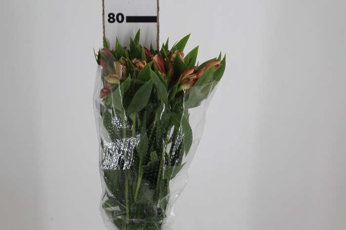 <h4>ALSTROEMERIA CANYON 080 CM</h4>